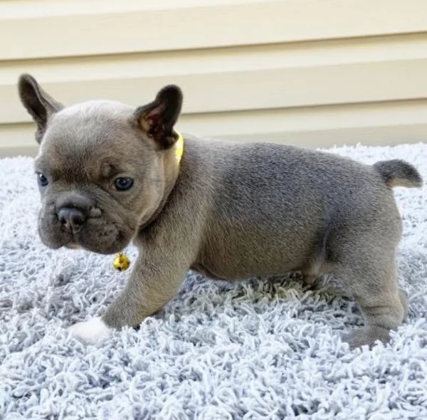 Bulldog Francese cuccioli maschio e femmina | Foto 0