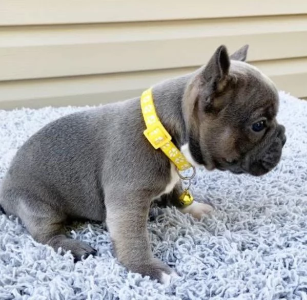 Bulldog Francese cuccioli maschio e femmina