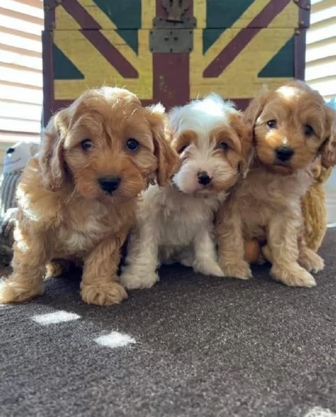 Maltipoo  cuccioli maschio e femmina