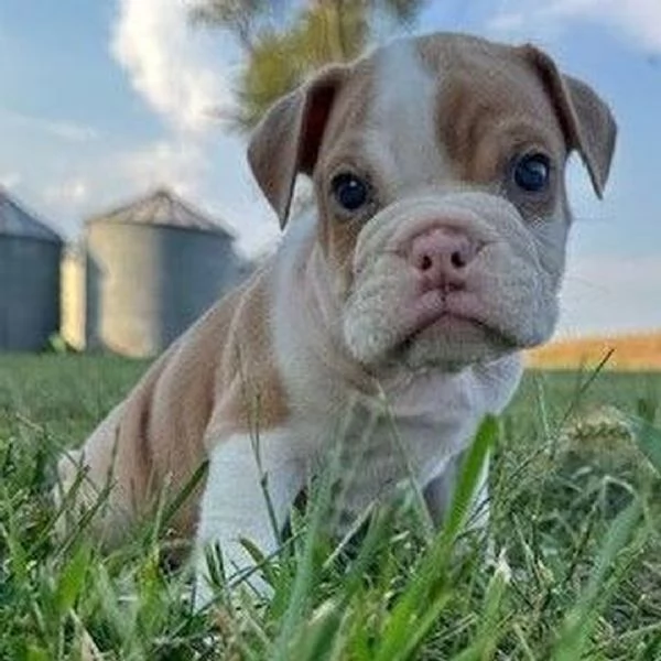 Bulldog Inglese cuccioli maschio e femmina | Foto 0