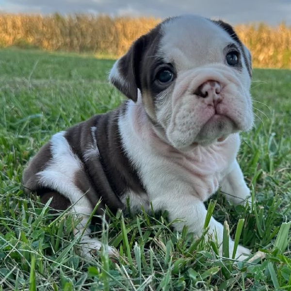 Bulldog Inglese cuccioli maschio e femmina