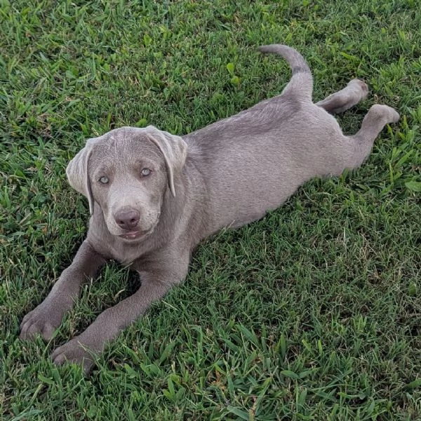 Labrador Retriever cuccioli maschio e femmina | Foto 0