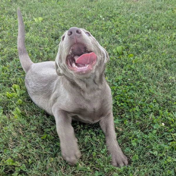 Labrador Retriever cuccioli maschio e femmina
