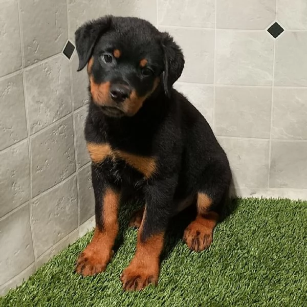 Rottweiler cuccioli maschio e femmina