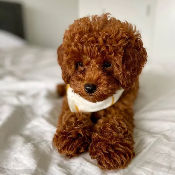 1 Barboncino Toy cuccioli maschio e femmina