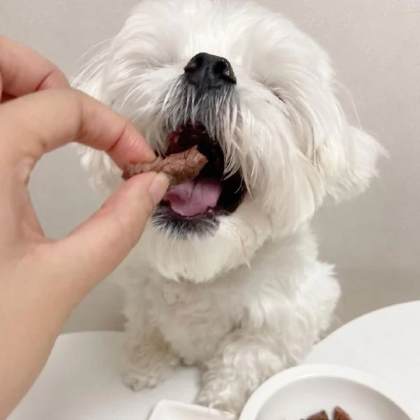 Maltese Toy cuccioli maschio e femmina