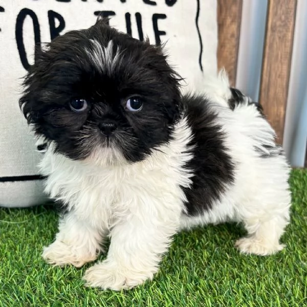  ShihTzu Mini Toy cuccioli maschio e femmina