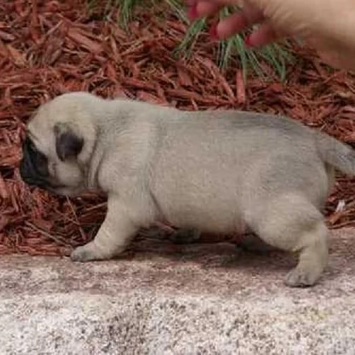 Carlino Pug cuccioli maschio e femmina | Foto 0