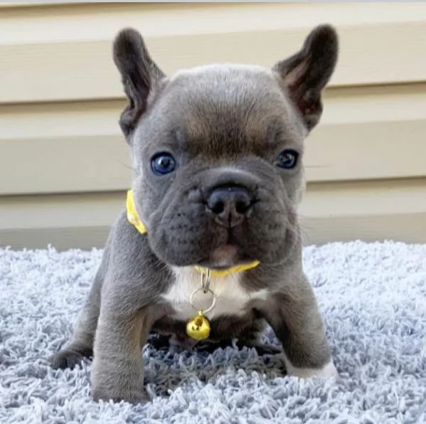 Bulldog Francese cuccioli maschio e femmina | Foto 0