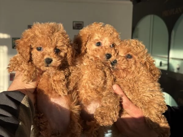 Regalo di un barboncino maschio e femmina | Foto 1