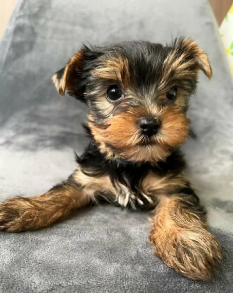 Regalo di un Yorkshire maschio e femmina | Foto 1