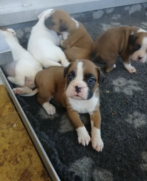 Regalo di un Boxer maschio e femmina