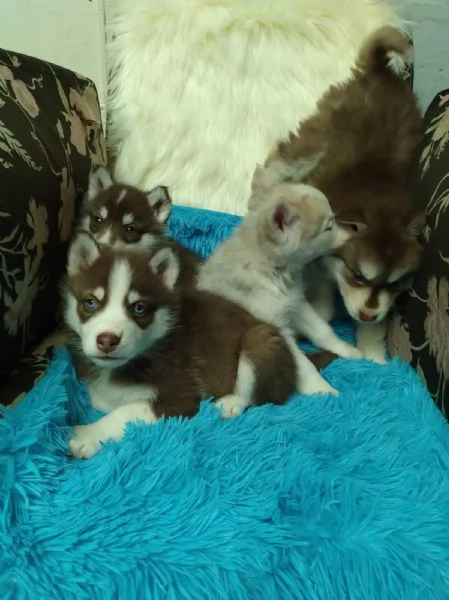 Regalo di un Husky maschio e femmina | Foto 2
