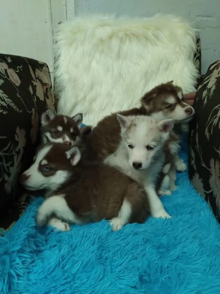 Regalo di un Husky maschio e femmina