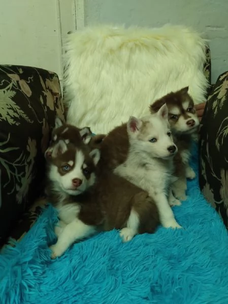 Regalo di un Husky maschio e femmina | Foto 0
