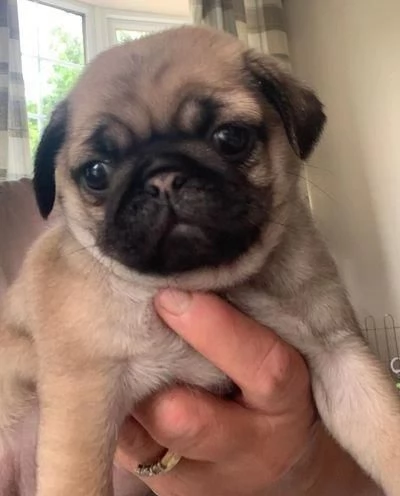 Regaliamo i nostri cuccioli di carlino maschio e femmina | Foto 0