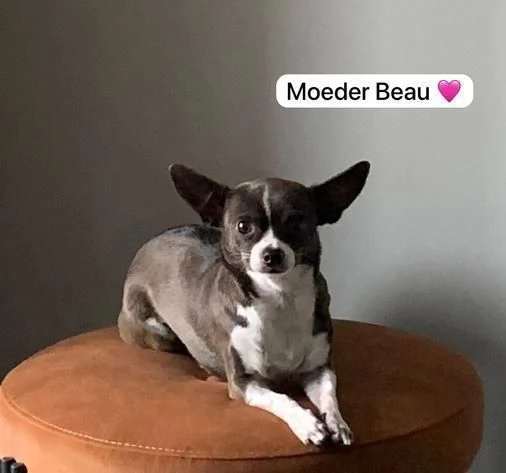 Regaliamo i nostri cuccioli di Chihuahua maschio e femmina | Foto 0