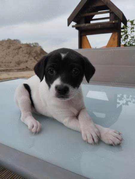 Regaliamo i nostri cuccioli di Jack Russel maschio e femmina | Foto 1