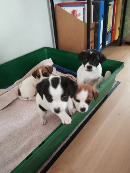 Regaliamo i nostri cuccioli di Jack Russel maschio e femmina