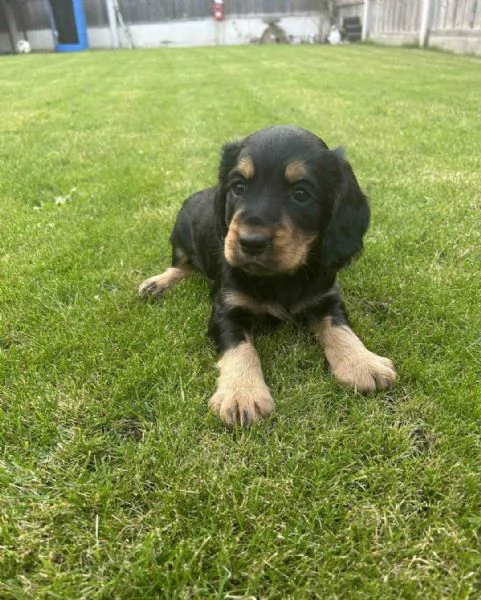 Regaliamo i nostri cuccioli di Cocker Spaniel Inglese maschio e femmina | Foto 2