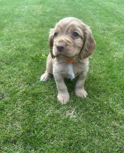 Regaliamo i nostri cuccioli di Cocker Spaniel Inglese maschio e femmina | Foto 1