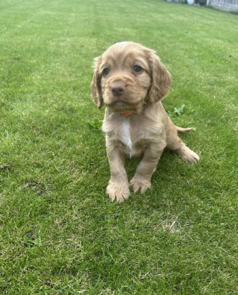 Regaliamo i nostri cuccioli di Cocker Spaniel Inglese maschio e femmina | Foto 0