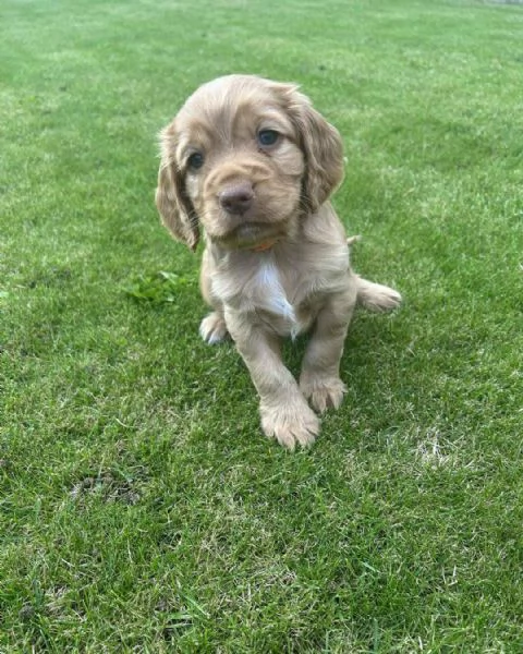 Regaliamo i nostri cuccioli di Cocker Spaniel Inglese maschio e femmina