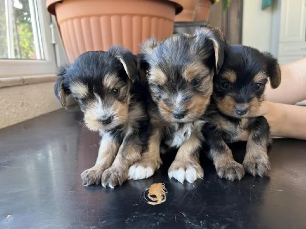 Regaliamo i nostri cuccioli di Yorkshire maschio e femmina