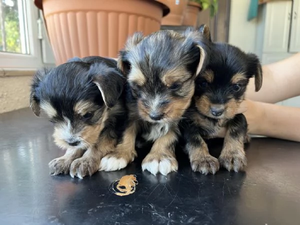 Regaliamo i nostri cuccioli di Yorkshire maschio e femmina | Foto 1