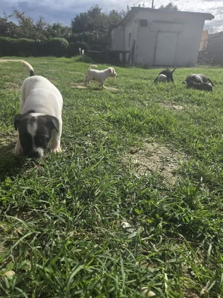 Cuccioli di staffordshire bull terrier