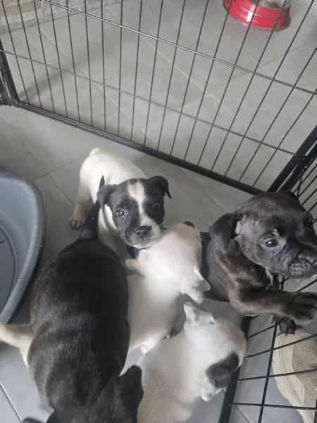 Cuccioli di staffordshire bull terrier | Foto 2