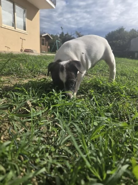 Cuccioli di staffordshire bull terrier | Foto 1