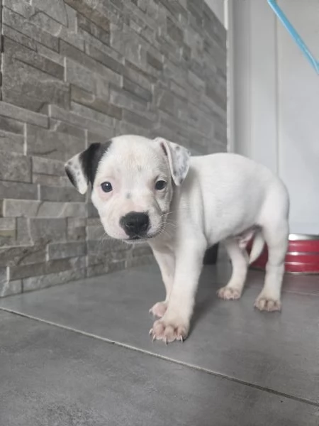 Cuccioli di staffordshire bull terrier | Foto 0