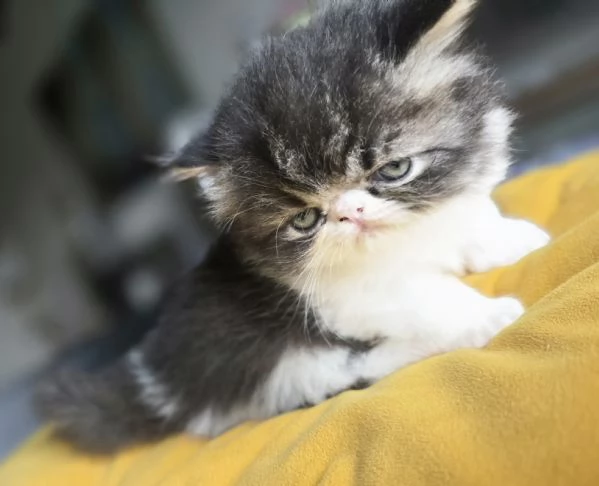 Gatto persiano 