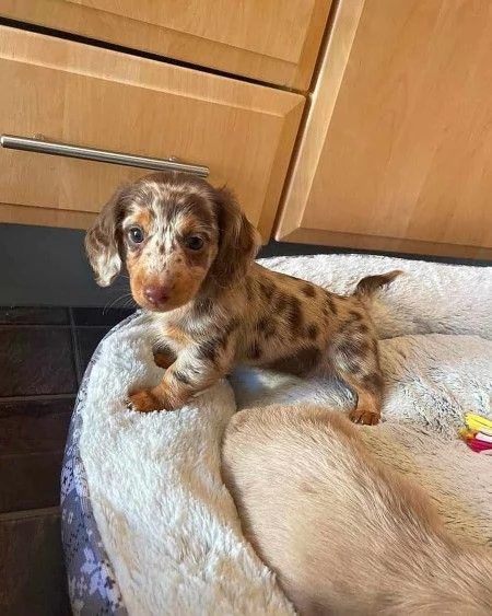 cucciolo di bassotto in adozione