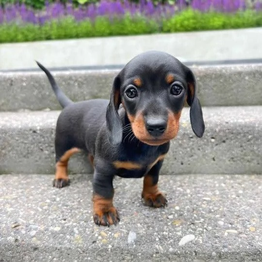 adorabile cucciolo di bassotto in adozione