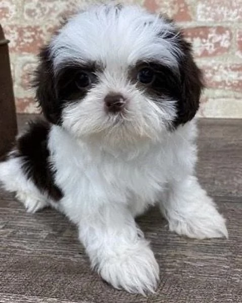 Adorabile cucciolo di shih tzu in cerca di adozione