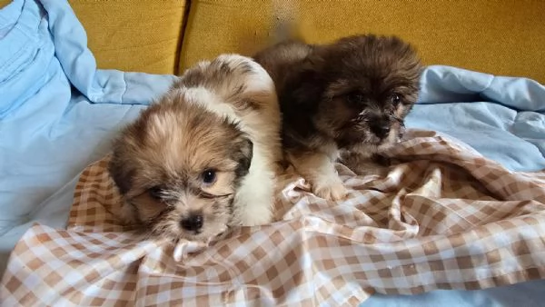 Cuccioli