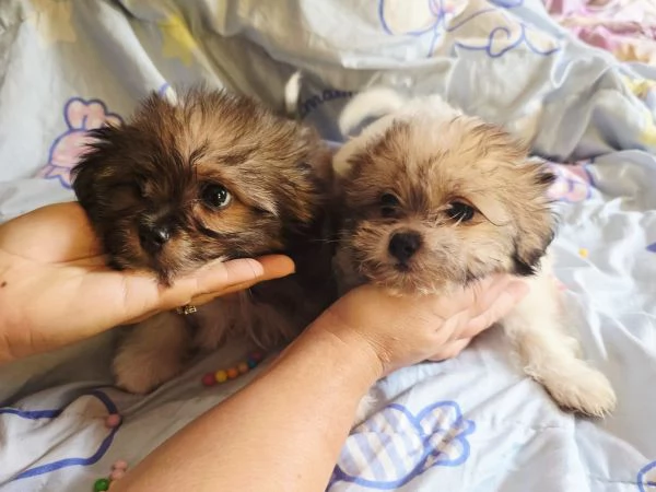 Cuccioli | Foto 2