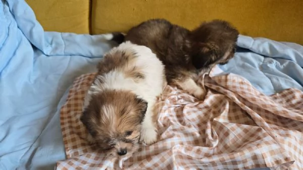 Cuccioli | Foto 1