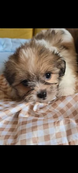 Cuccioli | Foto 0