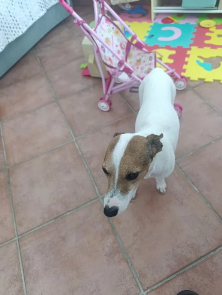 Jack russel
