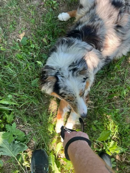 Pastore australiano Blue merle