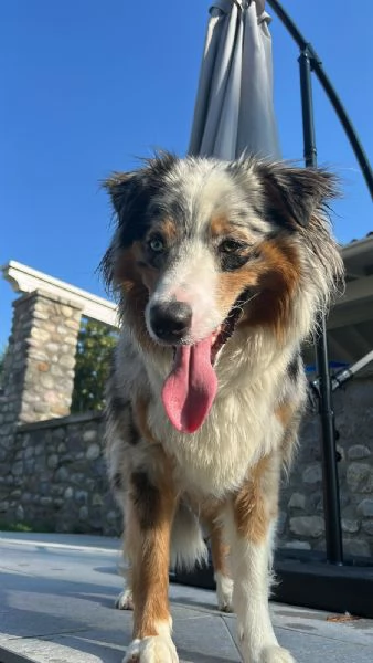 Pastore australiano Blue merle | Foto 3