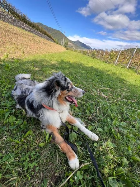 Pastore australiano Blue merle | Foto 1