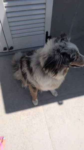 Pastore australiano Blue merle | Foto 0