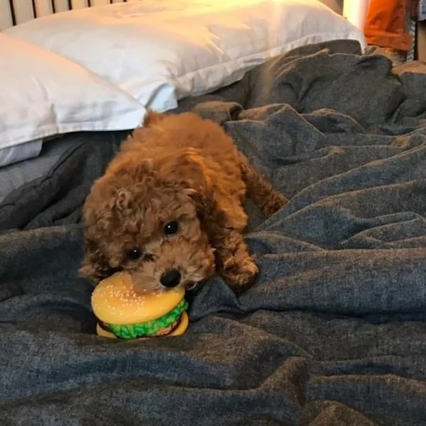 Barboncino Toy cuccioli maschio e femmina