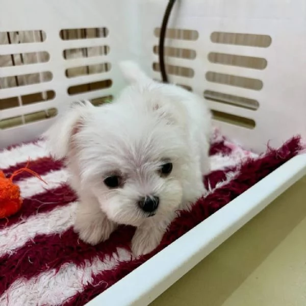 Maltese Toy cuccioli maschio e femmina | Foto 0