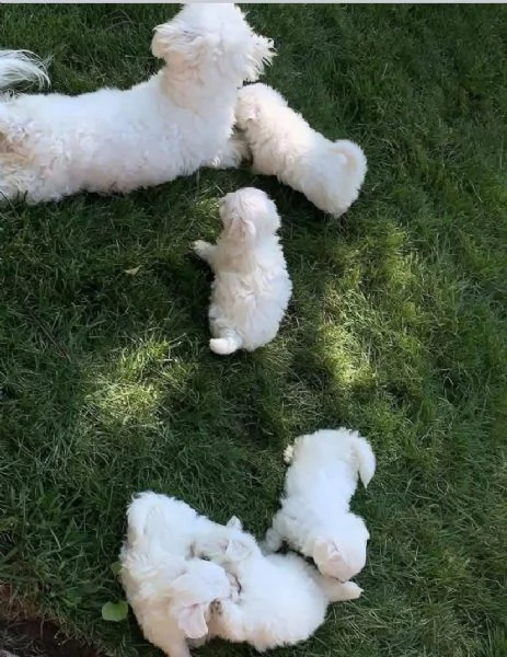 Maltese Toy cuccioli maschio e femmina