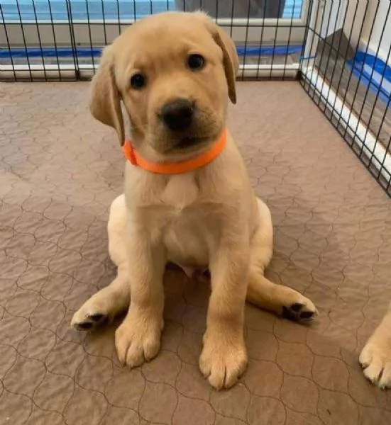  Labrador Retriever cuccioli maschio e femmina